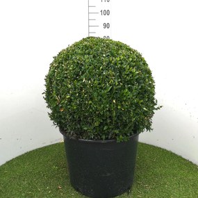 Buxus sempervirens - pot - bolvorm diameter 60+ cm -