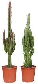 Euphorbia Groen / Rood - 2 stuks -Ø17cm - ↕75cm