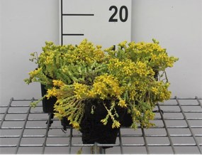 Sedum acre - pot 9x9 cm -