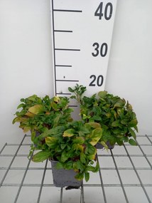 Prunella vulgaris - pot 9x9 cm -