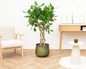 Ficus benghalensis cilinder - 160 cm
