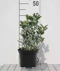 Euonymus japonicus'Kathy'- pot - 20-30 cm - Kleinbladige cotoneaster