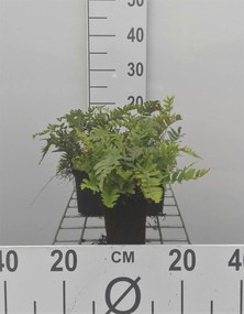 Polypodium vulgare - pot 9x9 cm -