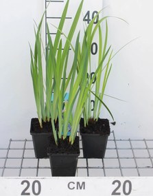 Iris versicolor - pot 9x9 cm