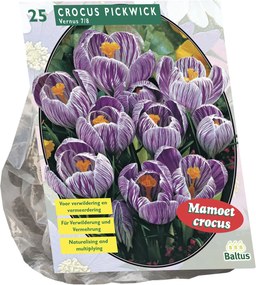 Baltus 'Crocus Grootbloemig' - voorjaarsbloeiers - Gestreept - 25 bollen