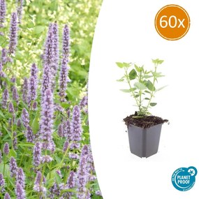 Agastache 'Blue Fortune' - 20cm