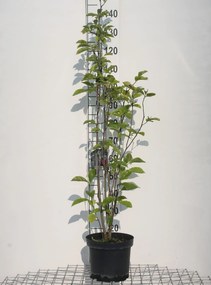 Magnolia liliiflora 'Nigra' - pot - 80-100 cm