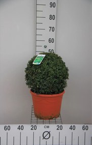 Buxus sempervirens - pot - bolvorm diameter 35+ cm