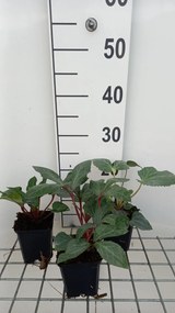 Helleborus x sternii - pot 9x9 cm -