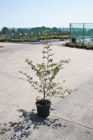 Stewartia pseudocamellia - pot - 80-100 cm