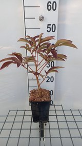 Paeonia 'Victoire de la Marne' - pot 1L