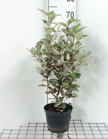 Elaeagnus x ebbingei - pot - 40-60 cm -