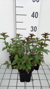 Chocolademunt - pot 9x9 cm (Mentha x piperita 'Chocolate') -