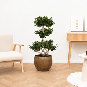 Ficus Microcarpa Ginseng chinese knol - 110 cm