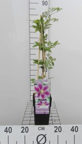 Clematis 'Piilu' - pot - 50-60 cm -