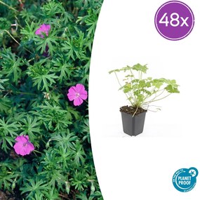 48x Geranium 'Tiny Monster' - ↕10-25cm - Ø9cm