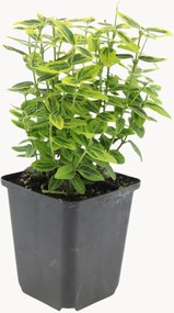 Planten Fortune's Spindle Euonymus fortunei Emerald n Gaiety, 6-delig