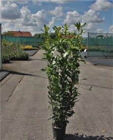 Laurus nobilis - pot 5L - 100-125 cm -