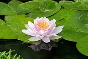 Nymphaea 'Hollandia' - pot 11x11 cm