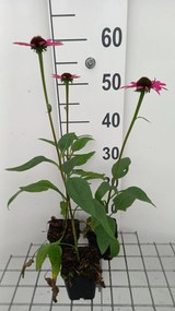 Echinacea purpurea 'Little Magnus' - pot 9x9 cm -