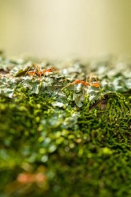 Kunstfotografie Two weaver ants on a lichen, Jordan Lye, (26.7 x 40 cm)