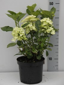 Hydrangea macrophylla - wit - pot - 25-30 cm -