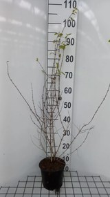 Lonicera xylosteum - pot 2L - 40-60 cm