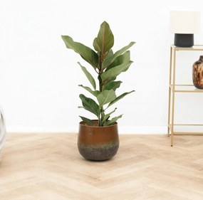 Ficus benghalensis audrey - 80 cm