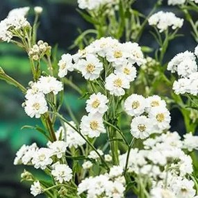 Achillea ptarmica - Biopot diameter 7 cm