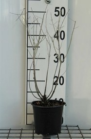 Perovskia 'Blue Spire' - pot 1,5L - 20-25 cm -