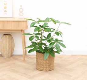 Schefflera Amate struik - 100cm