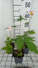 Anemone x hybrida 'Hadspen Abundance' - pot 9x9 cm -