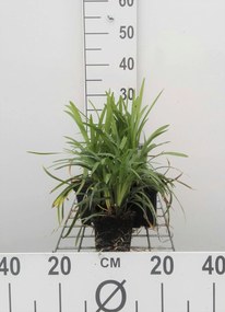 Liriope muscari 'Moneymaker' - pot 9x9 cm -