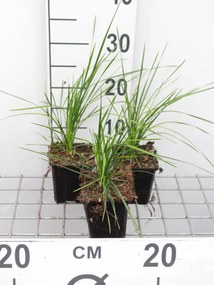 Deschampsia cespitosa 'Goldtau' - pot 9x9 cm -