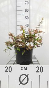 Abelia x grandiflora 'Francis Mason' - pot - 25-30 cm