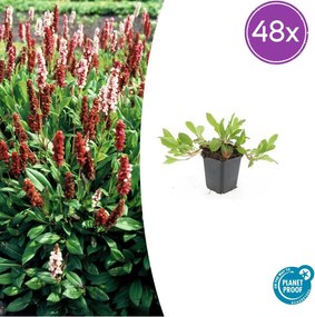 Persicaria aff. 'Darjeeling Red' - 20cm
