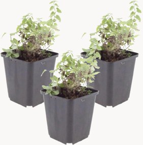 Planten Kattenkruid Nepeta Faassenii, 3-delig