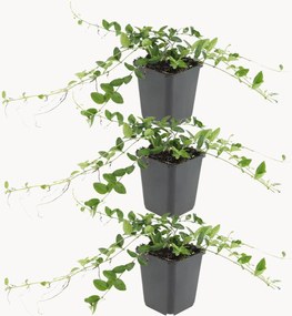 Planten paarse maarts viooltje Vinca minor Atropurpurea, 3-delig