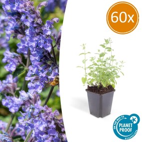Nepeta 'Six Hills Giant' - 20cm