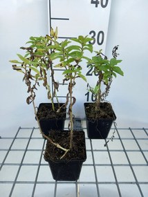 Campanula lactiflora 'Loddon Anna' - pot 9x9 cm