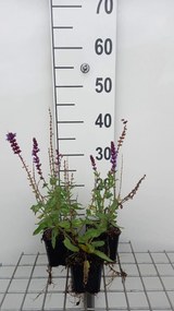 Salvia nemorosa 'Lubeca' - pot 9x9 cm