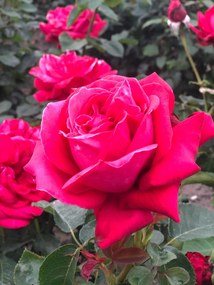 Rosa 'Dame de Coeur' (Queen of Hearts) - pot -