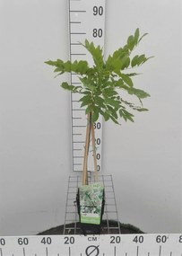 Wisteria floribunda 'Alba' - pot - 50-60 cm -