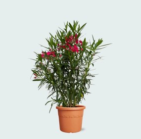 Nerium Oleander struik - 120cm