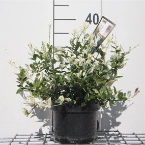 Euonymus fortunei 'Harlequin' - pot - 20-30 cm