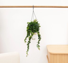 Aeschynanthus Rasta - 50 cm