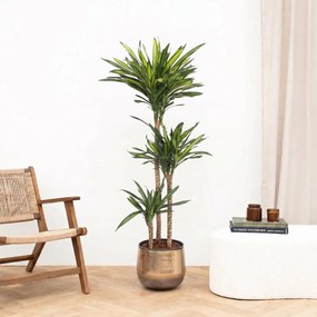 Dracaena Riki - 160cm
