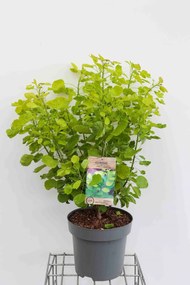 Cotinus coggygria 'Ancot' (Golden Spirit) - pot 12L - 80-100 cm