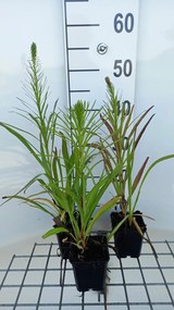 Liatris spicata 'Floristan Violett' - pot 9x9 cm -