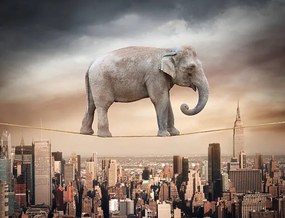 Ilustratie Elephant balancing on the rope, narvikk, (40 x 30 cm)